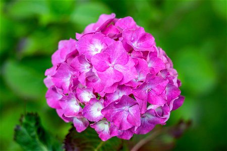 Nature Flowers