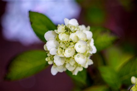 Nature Flowers