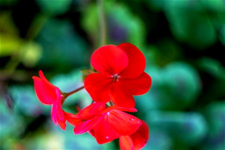 Nature Flowers