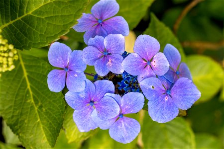 Nature Flowers