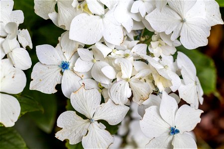 Nature Flowers