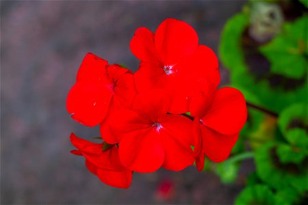 Nature Flowers