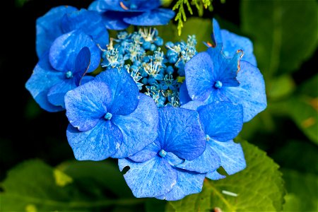 Nature Flowers