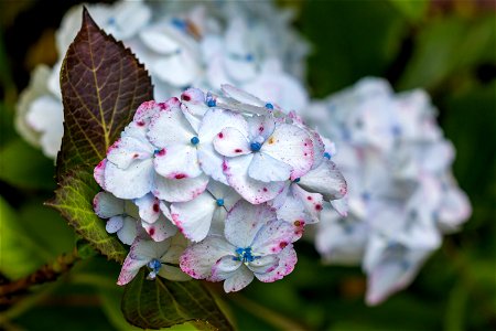 Nature Flowers