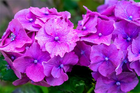 Nature Flowers