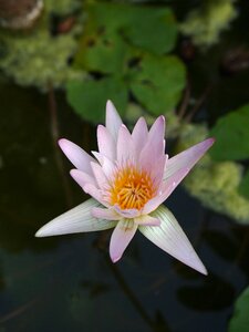 Nature lily green
