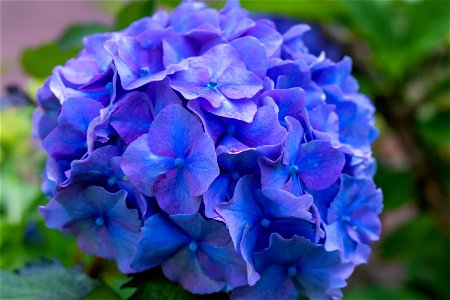 Nature Flowers