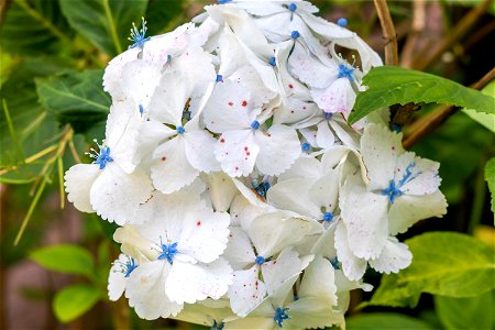 Nature Flowers