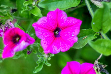 Nature Flowers