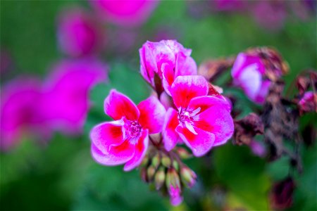 Nature Flowers