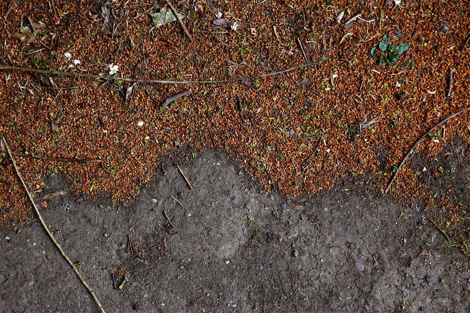 Soil Cracked