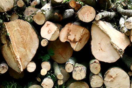 Wood Logs photo