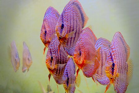 Underwater marino nature