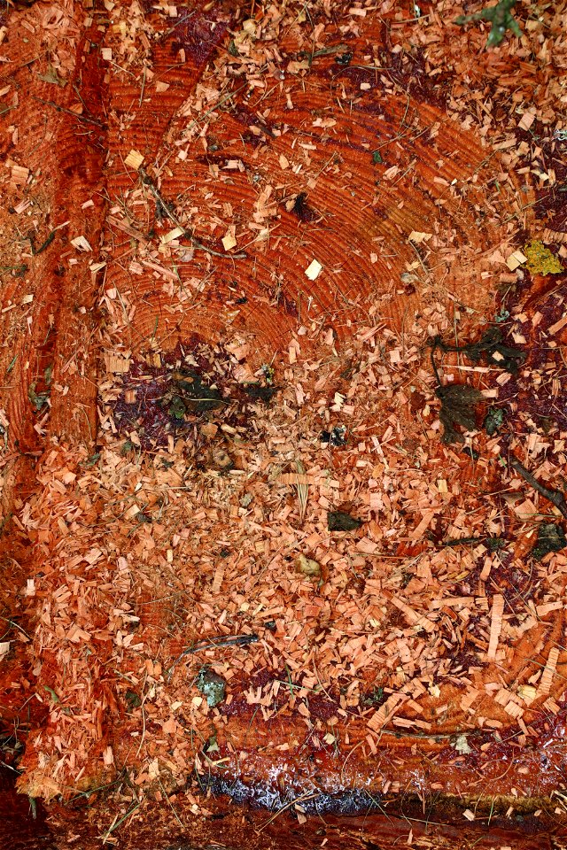 Debris Wood Chips