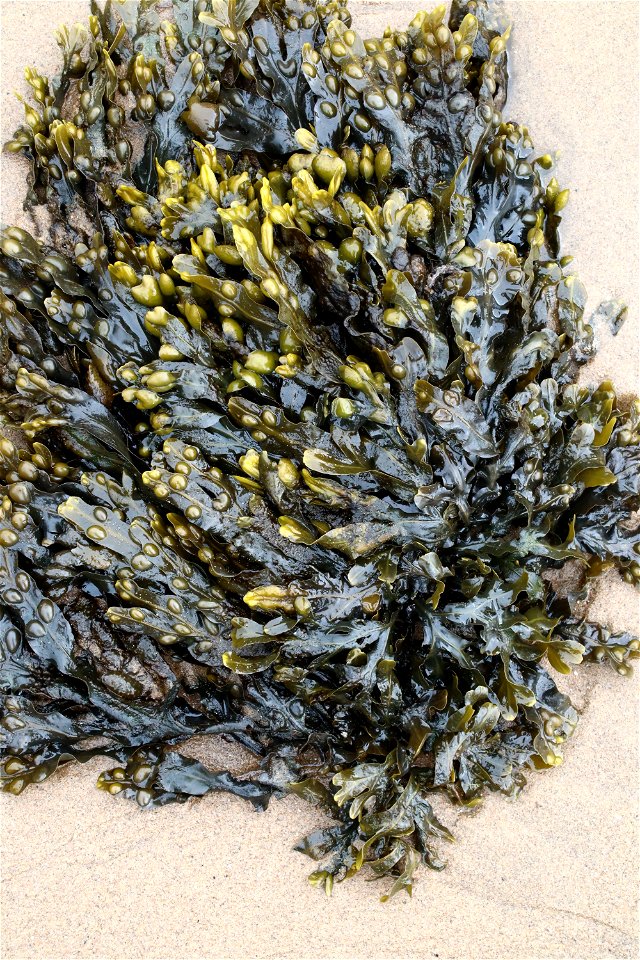 Sea Seaweed