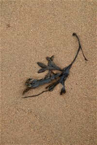 Sea Seaweed photo