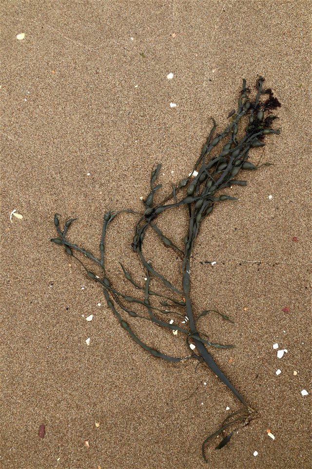 Sea Seaweed