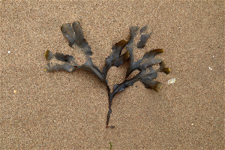 Sea Seaweed photo