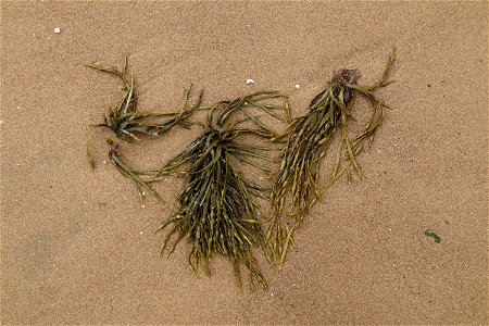 Sea Seaweed