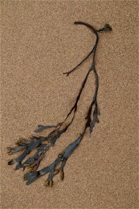 Sea Seaweed photo