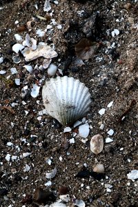 Sea Seashells