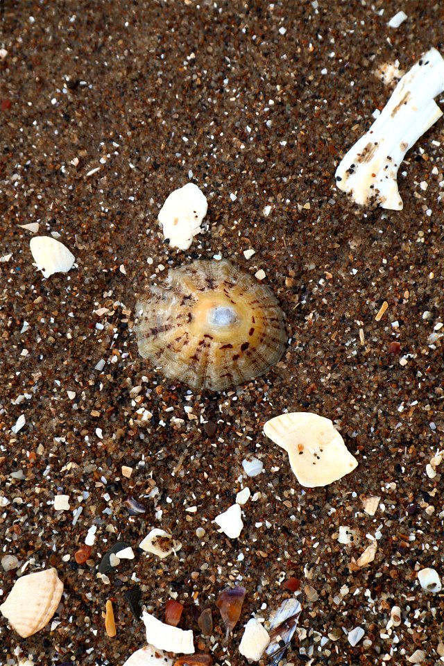 Sea Seashells