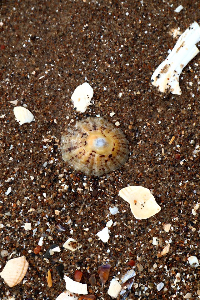 Sea Seashells photo