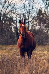 Horse animal grass photo