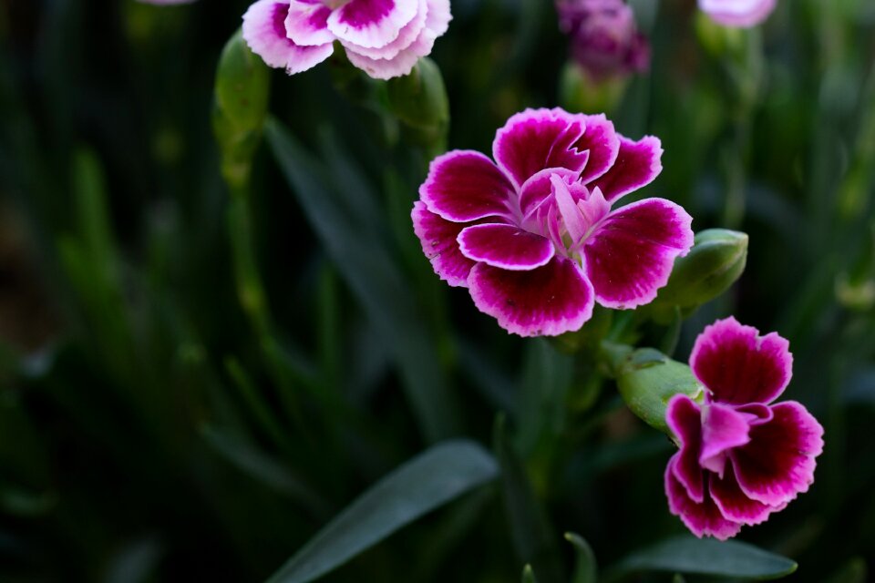 Pink flowers garden in the garden