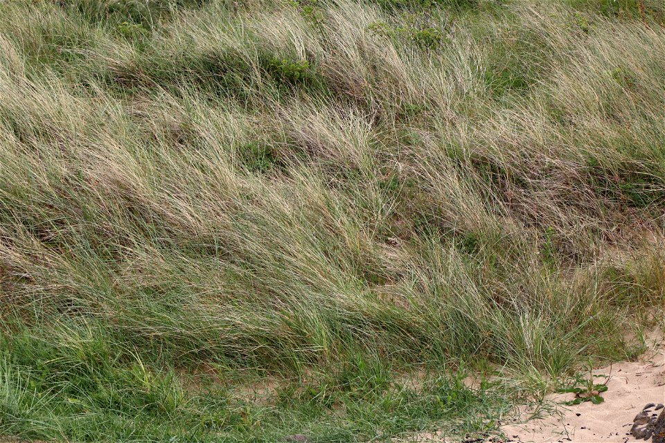 Sea Dunes photo