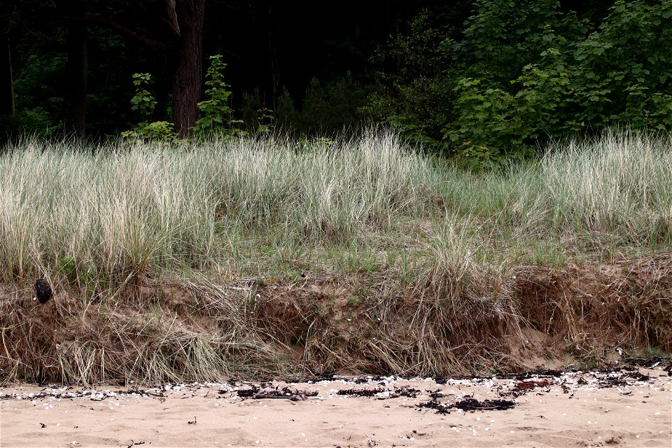 Sea Dunes photo