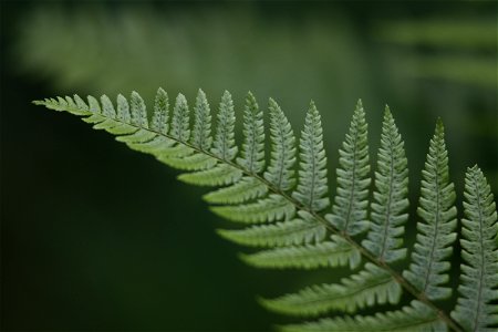 Nature Leaves