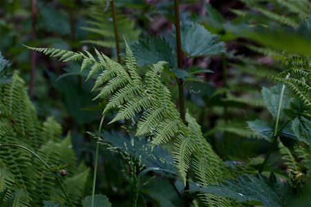 Nature Leaves