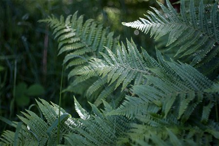 Nature Leaves