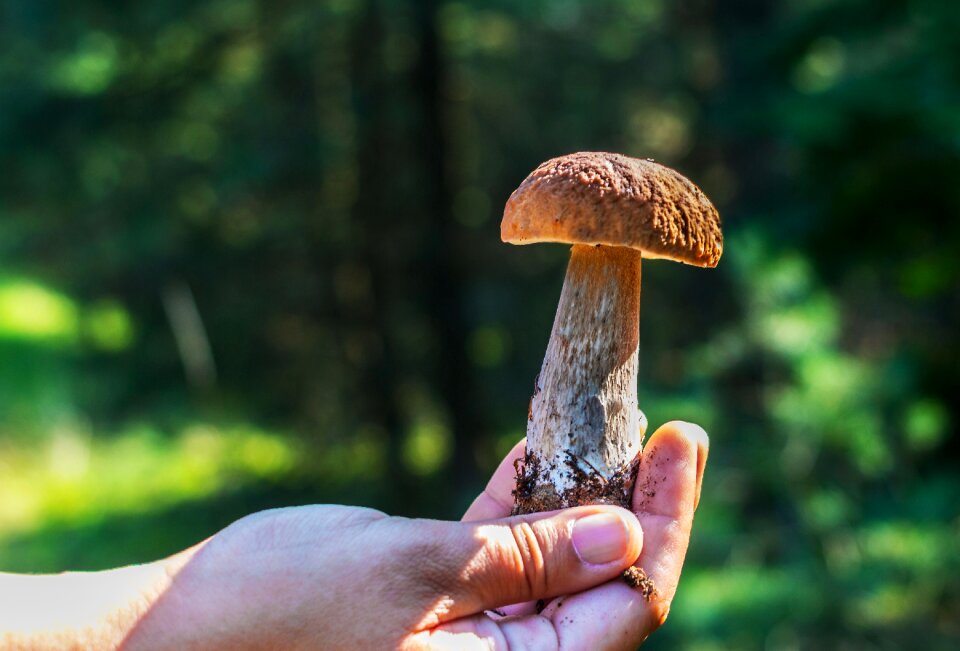 Edible brown chestnut boletus brown