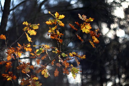 Nature Leaves photo