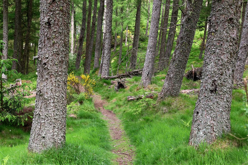 Nature Forest
