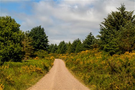 Nature Forest