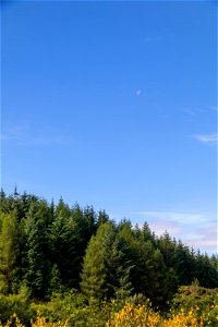 Nature Forest