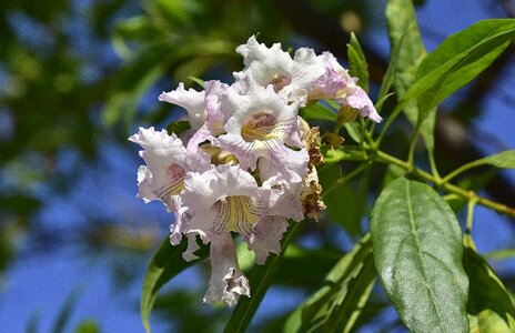 Flowering petals summer photo