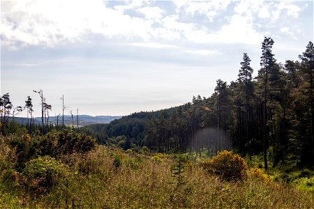 Nature Forest