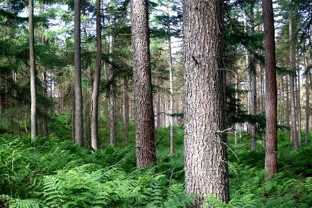 Nature Forest