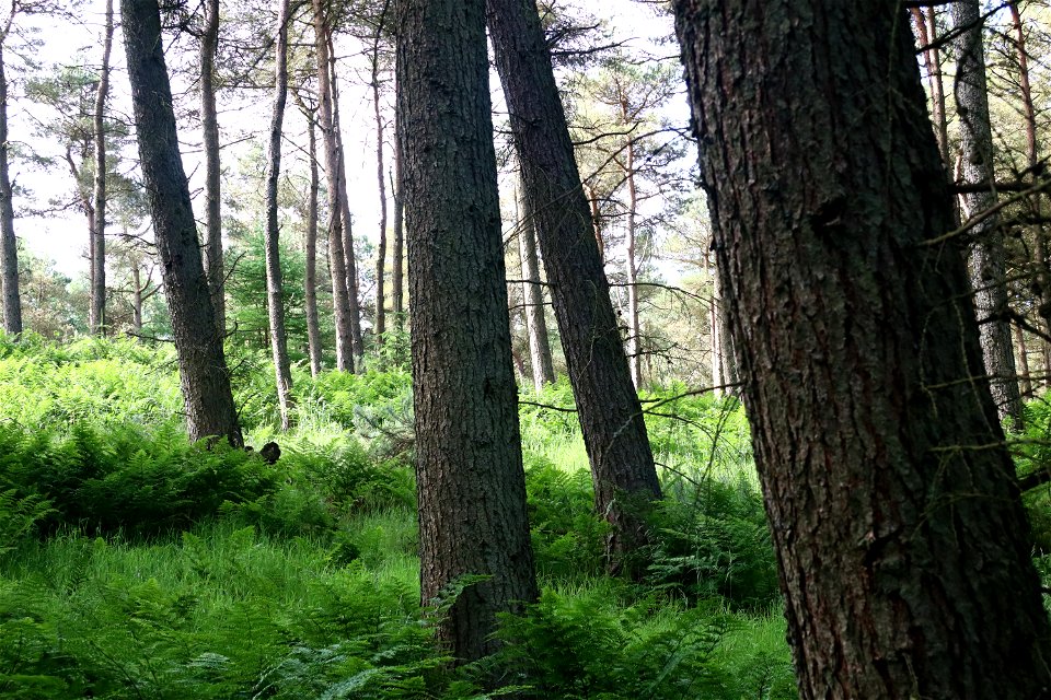 Nature Forest
