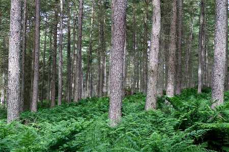 Nature Forest