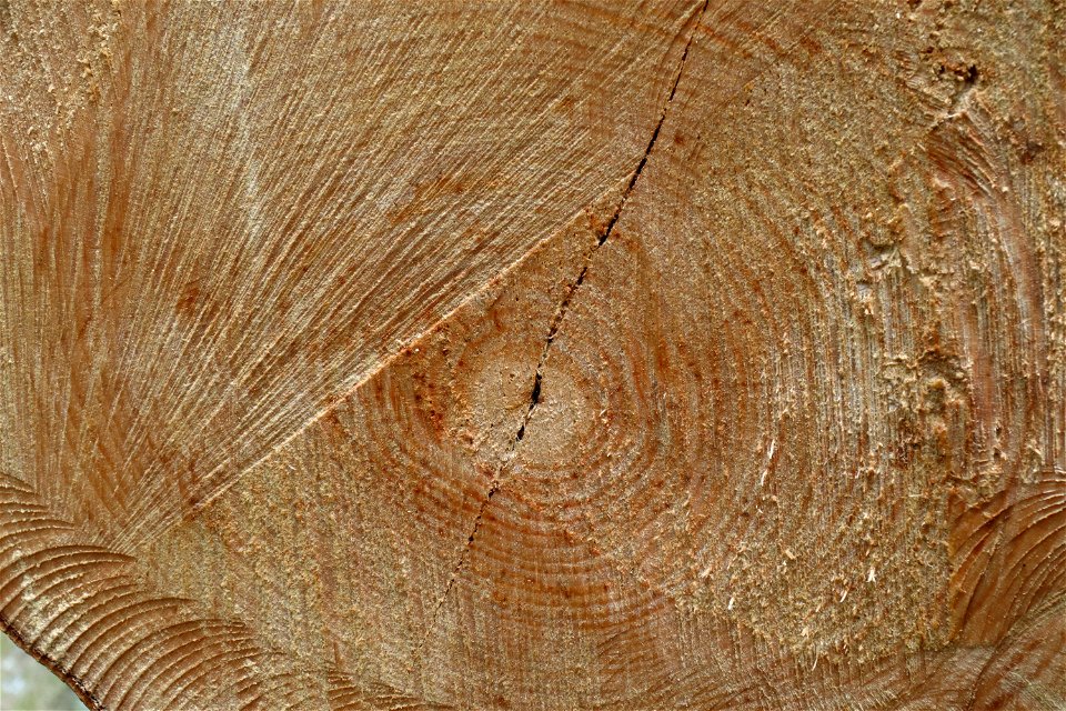 Nature Tree Rings