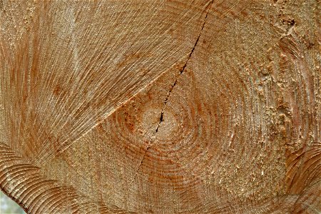 Nature Tree Rings photo