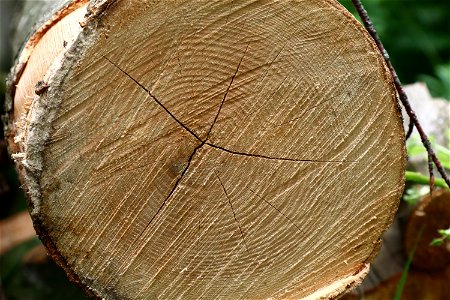 Nature Tree Rings photo