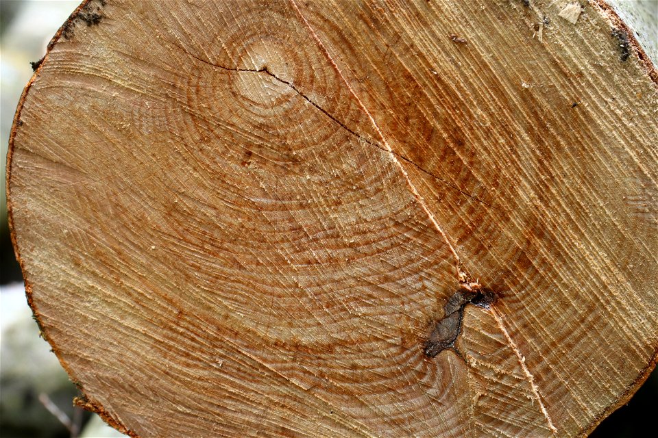 Nature Tree Rings