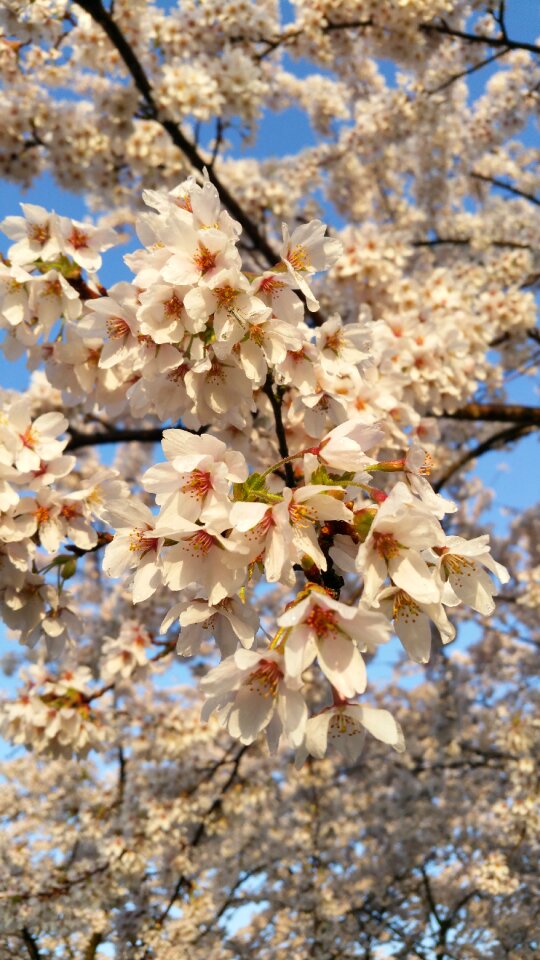 Netherlands japan white