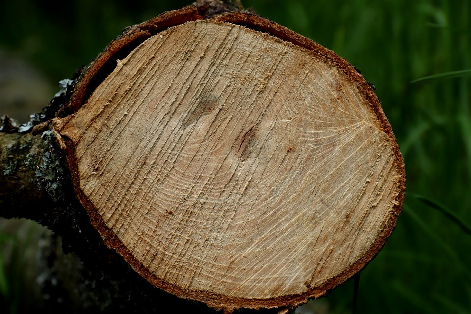 Nature Tree Rings
